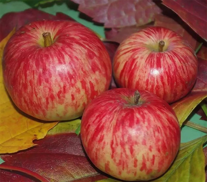 Корица полосатая - описание сорта яблони, опылители, урожайность, отзывы и фото