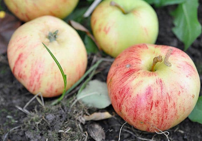 Корица полосатая - описание сорта яблони, опылители, урожайность, отзывы и фото
