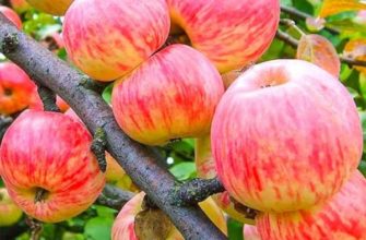 Коричное полосатое – описание сорта яблони, опылители, урожайность, отзывы и фото