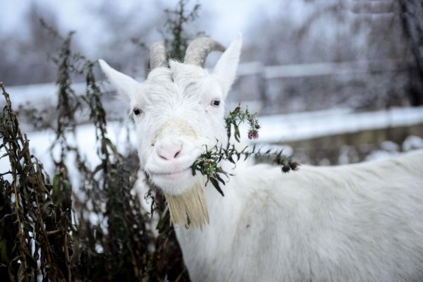 Кормление коз в зимний период