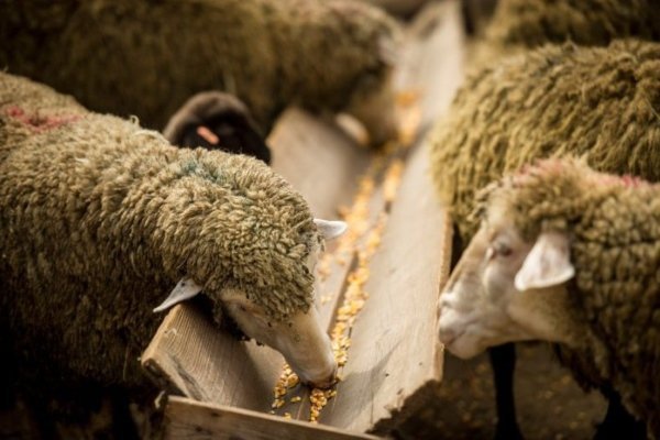 Кормушки для овец — какими бывают и как изготовить самостоятельно?