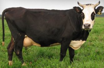 Корова Ярославской породы: особенности внешнего вида, содержания и разведения