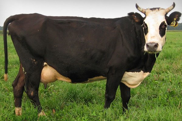 Корова Ярославской породы: особенности внешнего вида, содержания и разведения