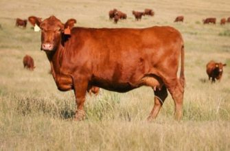 Корова «Красная степная»: подробное описание породы