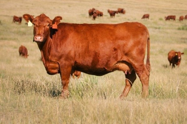 Корова «Красная степная»: подробное описание породы