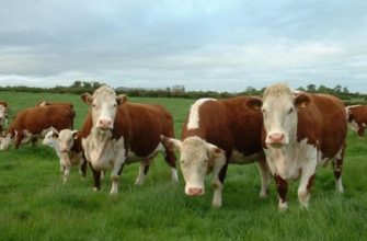 Коровы Герефордской породы: описание содержания и продуктивности