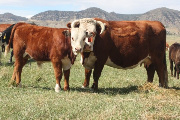 Коровы породы герефорд: описание содержания и продуктивности