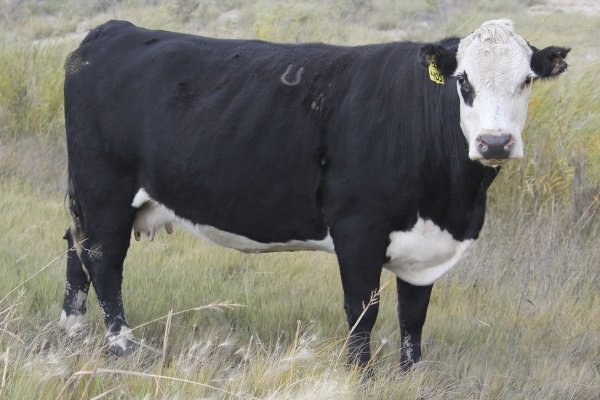 Коровы породы герефорд: описание содержания и продуктивности