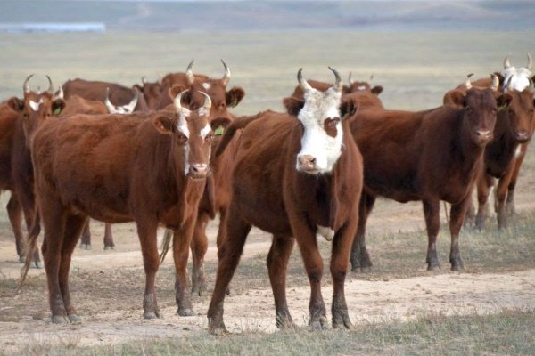 Калмыцкие коровы: характеристика, продуктивность и содержание