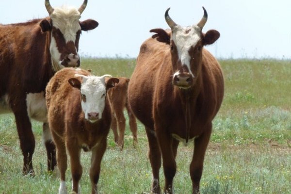 Калмыцкие коровы: характеристика, продуктивность и содержание