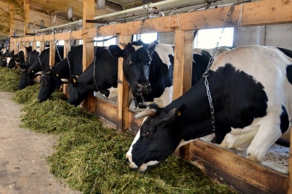 Коровы на частной ферме: основы содержания и ухода