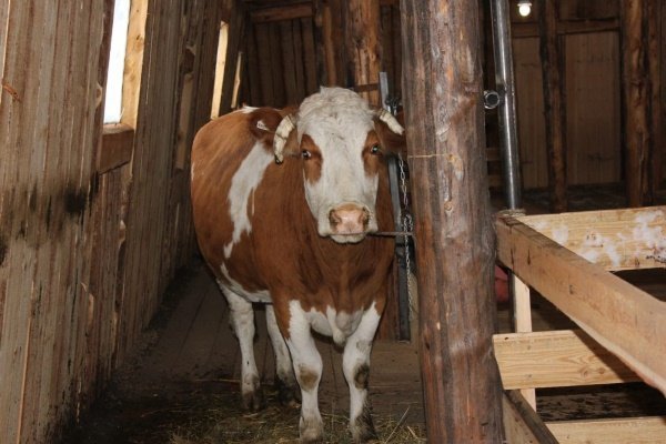 Коровы в личном хозяйстве: основы содержания и ухода
