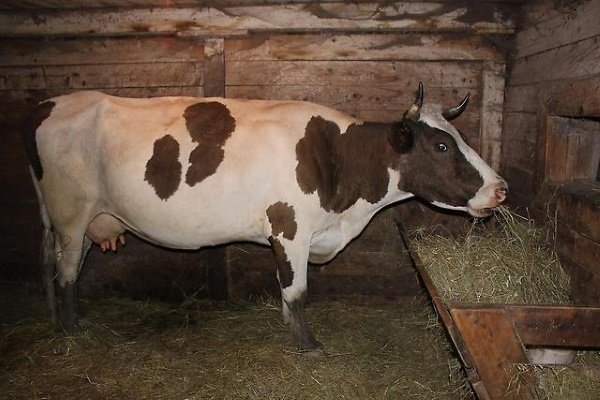 Коровы на частной ферме: основы содержания и ухода