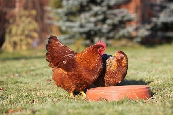 Костная и мясо-костная мука - протеиновые добавки для цыплят