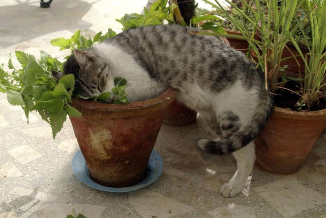 Кошачья мята - посев семенами, уход в открытом грунте, фото сорта