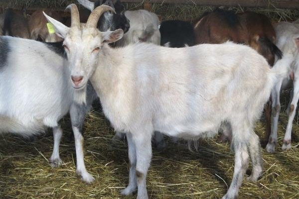 Порода русских белых коз: экстерьер, стандарт, содержание и уход