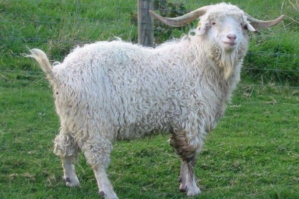 Ангорские козы: особенности и особенности содержания