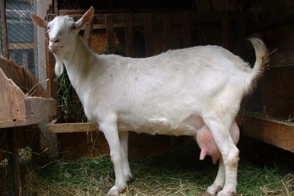 Зааненские козы: описание, продуктивность, уход и содержание