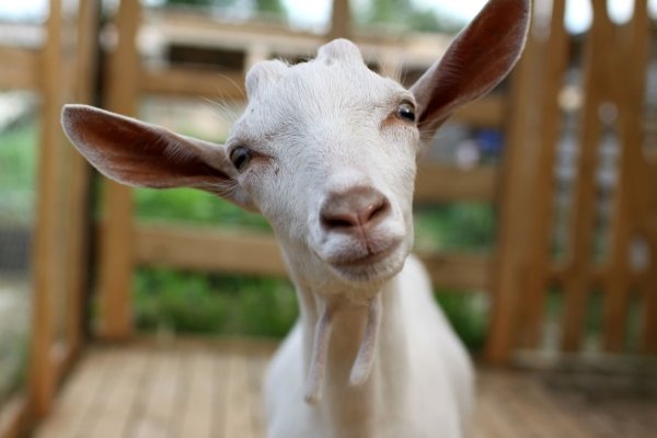 Зааненские козы: описание, продуктивность, уход и содержание