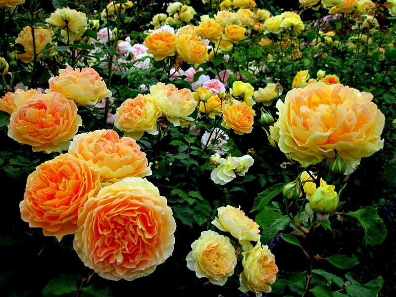 Красивые и неприхотливые цветущие кустарники для вашего сада