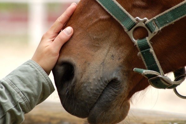 Красивые клички для лошадей - как лучше назвать лошадь?