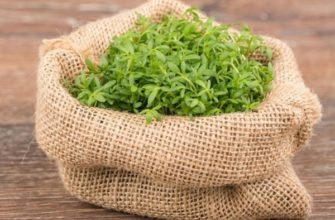 Кресс салат – его сорта и тонкости выращивания