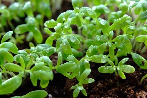 Кресс-салат - его разновидности и тонкости выращивания