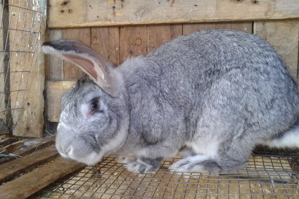 Гигантские серые кролики: характеристика, уход, содержание и разведение