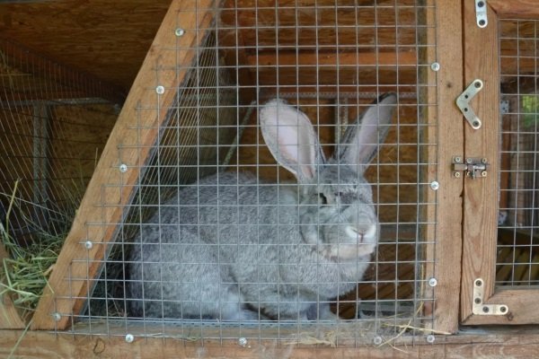 Гигантские серые кролики: характеристика, уход, содержание и разведение