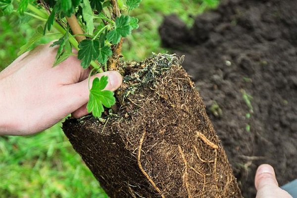 Сорта финикового крыжовника: основные характеристики и рекомендации по выращиванию