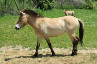 Кто такая лошадь Пржевальского: история, образ жизни и интересные факты