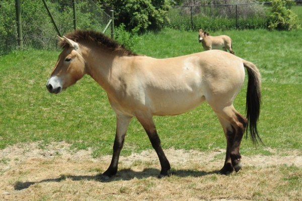 Кто такая лошадь Пржевальского: история, образ жизни и интересные факты