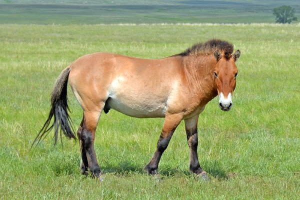 Кто такая лошадь Пржевальского: история, образ жизни и любопытство