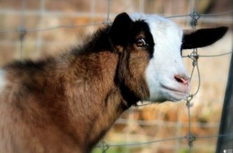 Кто такие обморочные козы? Особенности породы и содержания