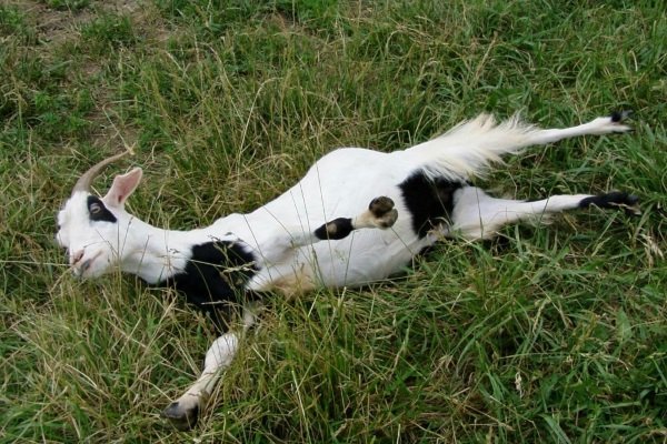 Кто такие потерявшие сознание козы? Характеристика породы и содержания