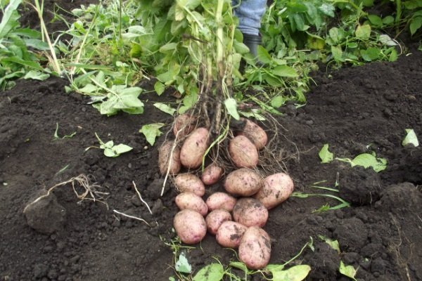 «Кураж» – полная характеристика сорта картофеля