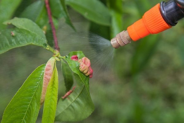 Скручивание листьев персика: что это за болезнь и как с ней бороться?