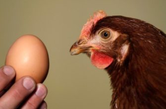 Куриное яйцо: строение и химические составляющие