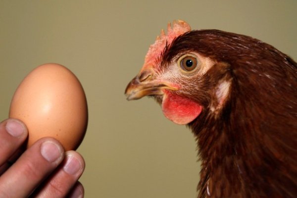 Куриное яйцо: строение и химические составляющие