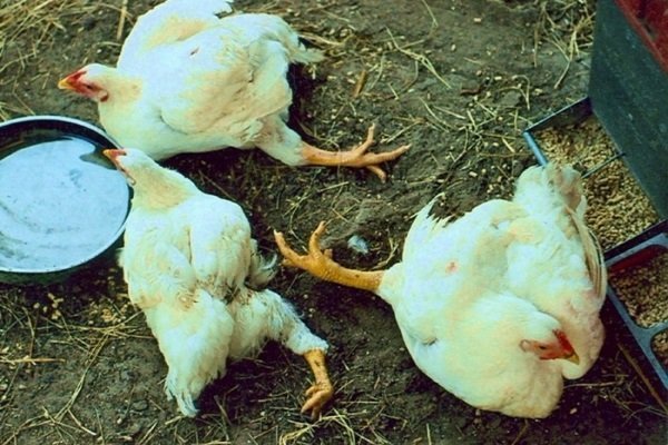 Болезни курицы: разновидности и их характеристика