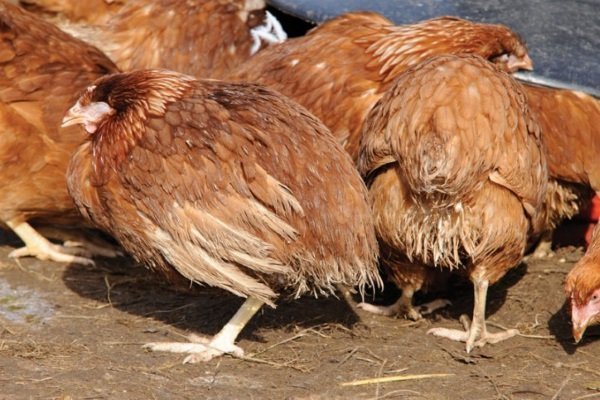 Болезни курицы: разновидности и их характеристика