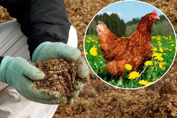 Куриный помет для удобрения почвы: правила использования