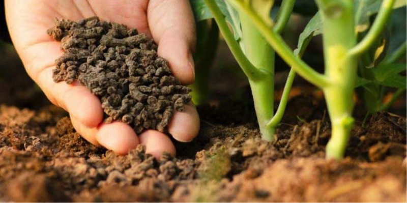 Куриный помет для удобрения почвы: правила использования