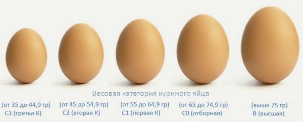 Куры откладывают маленькие яйца: причины и что делать?