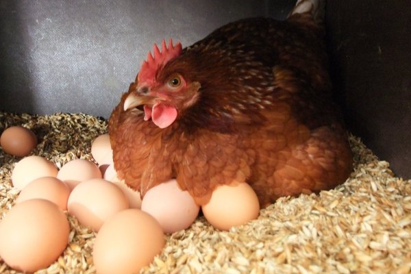Куры откладывают маленькие яйца: причины и что делать?