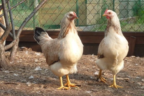 Цыплята загорской лососевой породы: характеристика и правила содержания