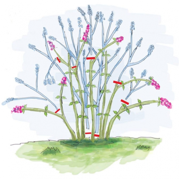 Кустарник чубушник - размножение, посадка и уход в открытом грунте