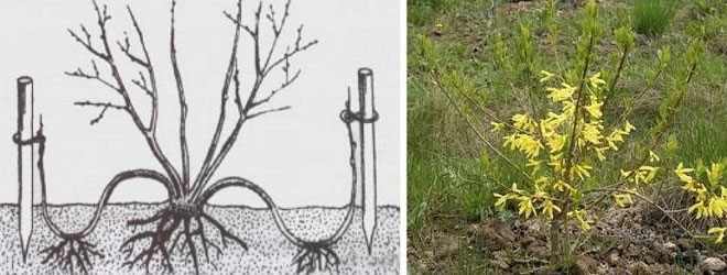 Форзиция кустарник - описание сорта и фото, выращивание и уход, размножение и посадка