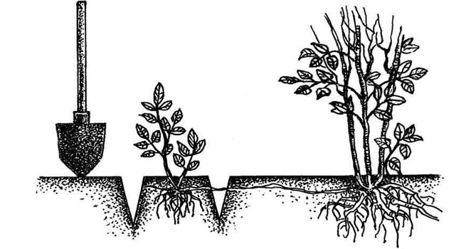 Кустарник ирга - посадка и уход в открытом грунте, размножение