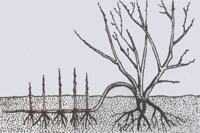 Кустарник ирга - посадка и уход в открытом грунте, размножение